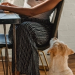 Аналитический обзор игровой платформы The Dog House Megaways