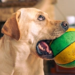 Анализ игрового автомата The Dog House и стратегии успешного геймплея