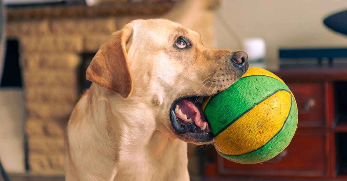 Анализ игрового автомата The Dog House и стратегии успешного геймплея